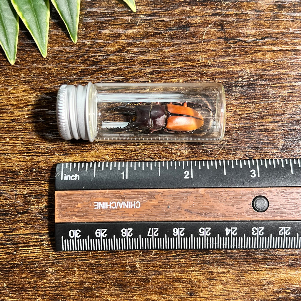 Orange Stag Beetle - Oddity Jar