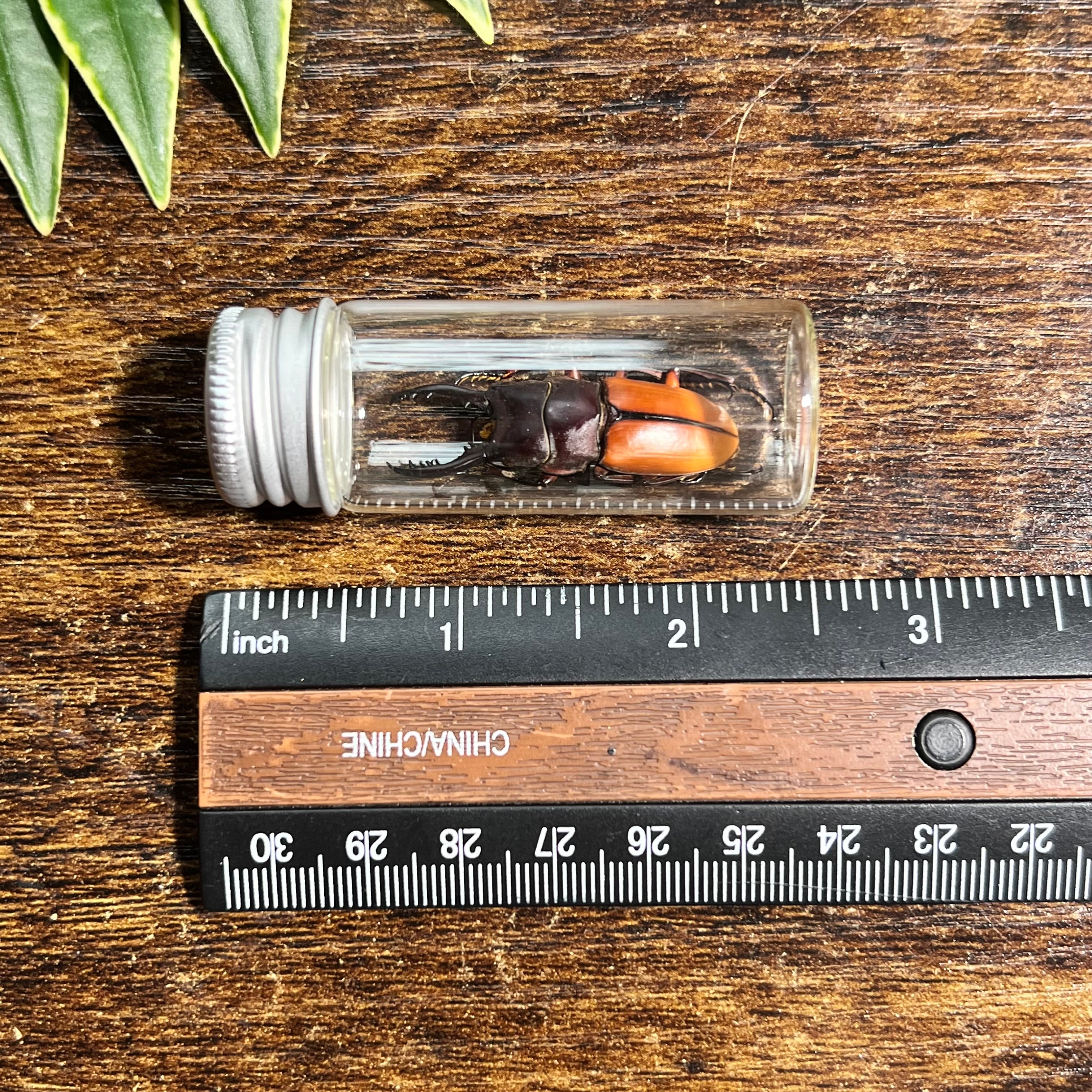 Orange Stag Beetle - Oddity Jar