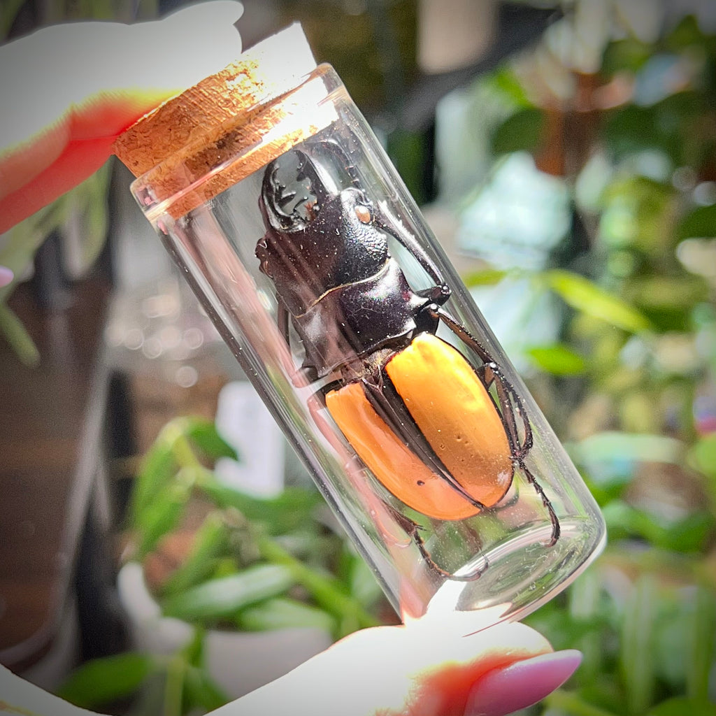 Golden Stag Beetle - Oddity Jar
