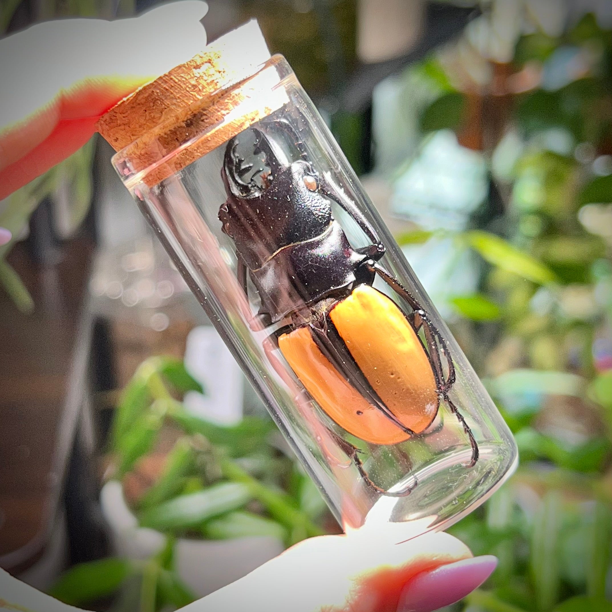 Golden Stag Beetle - Oddity Jar