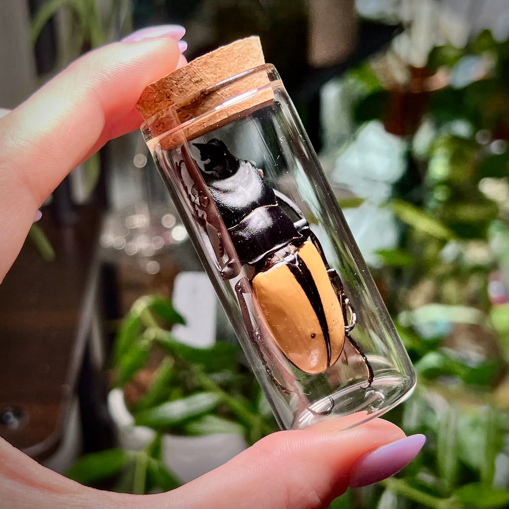 Golden Stag Beetle - Oddity Jar