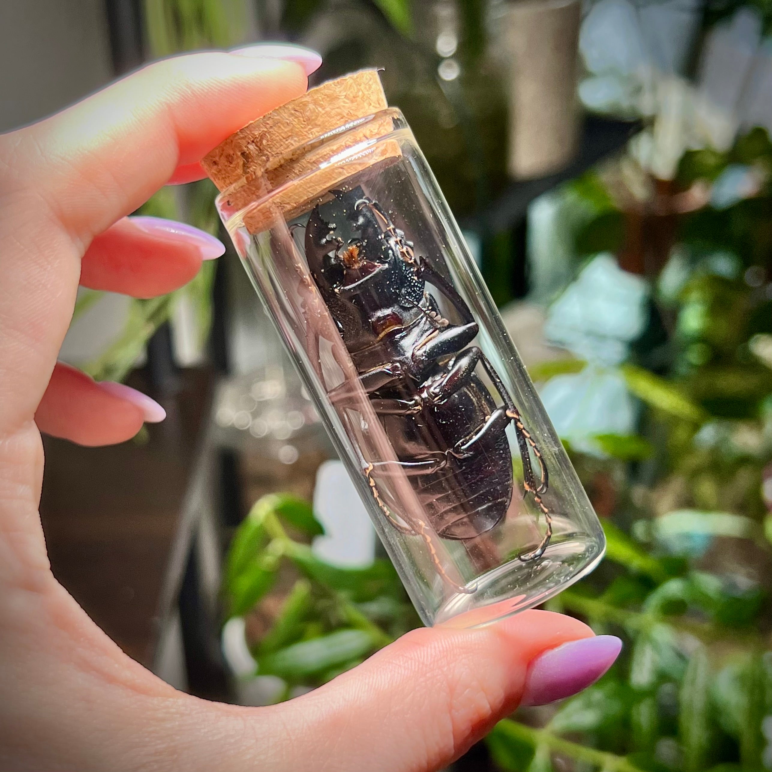 Golden Stag Beetle - Oddity Jar