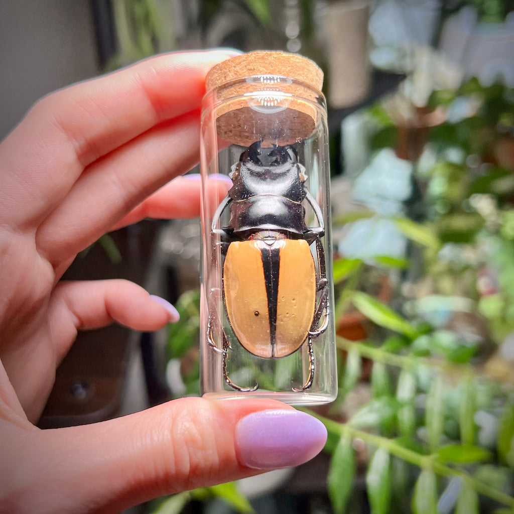 Golden Stag Beetle - Oddity Jar