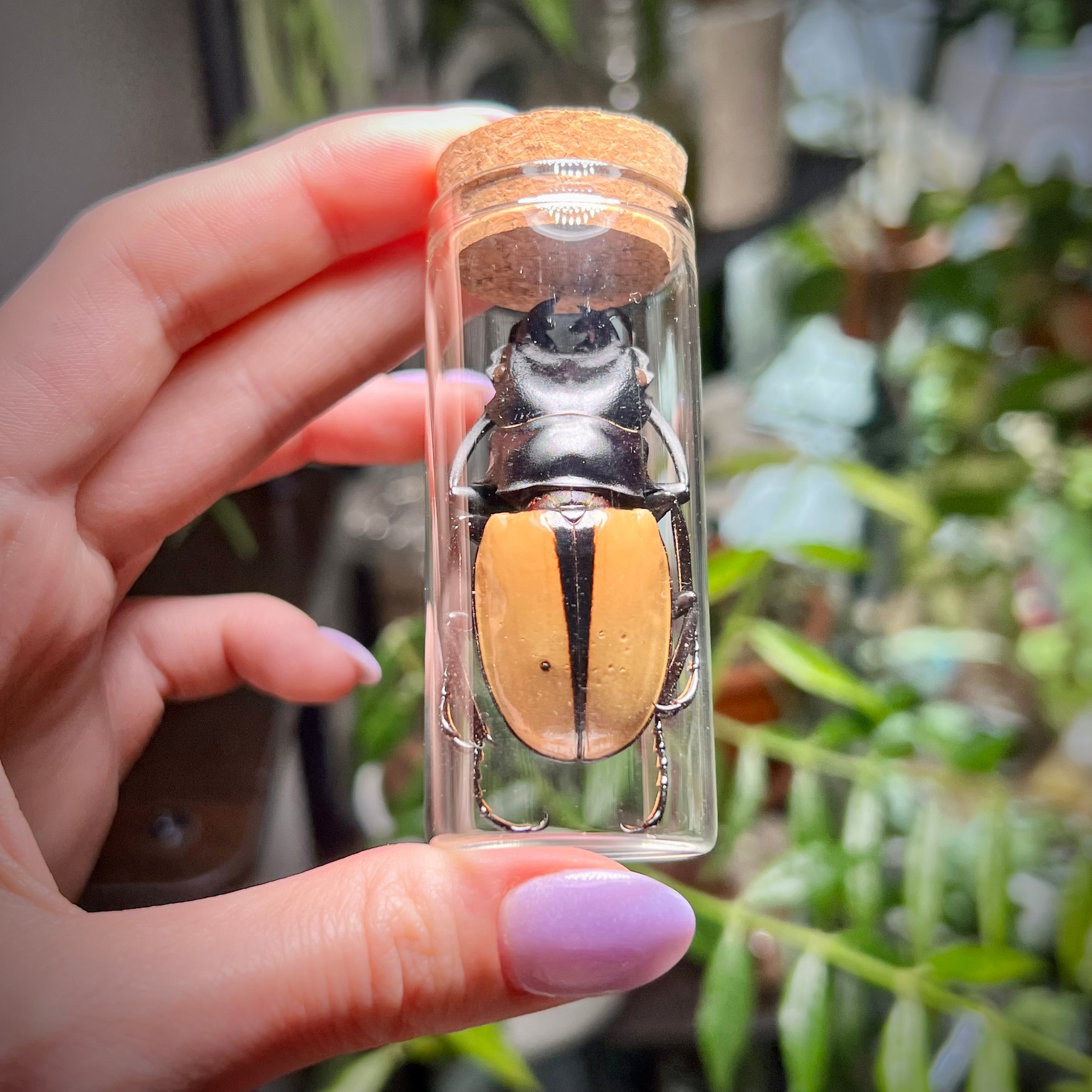 Golden Stag Beetle - Oddity Jar