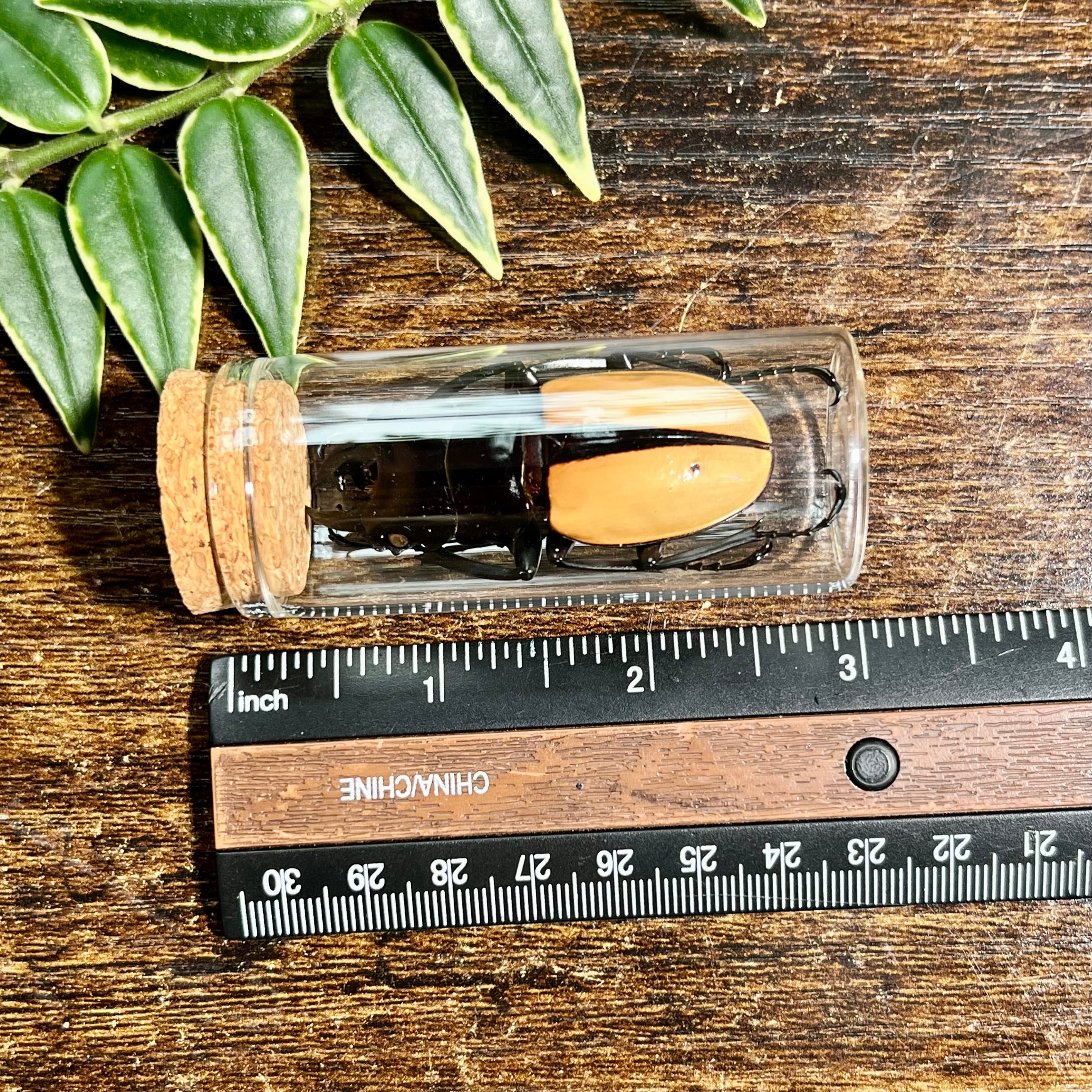 Golden Stag Beetle - Oddity Jar
