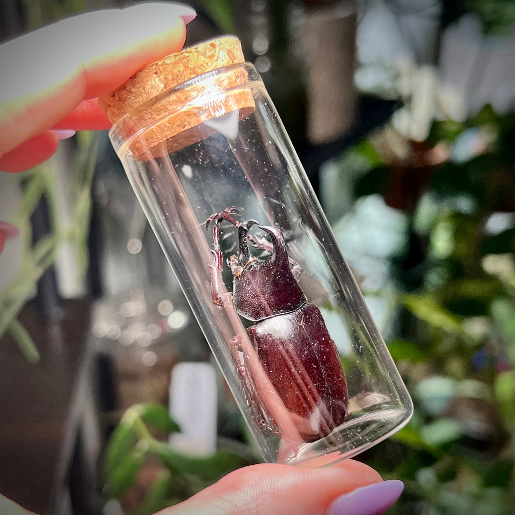 Siamese Rhinoceros Beetle - Oddity Jar