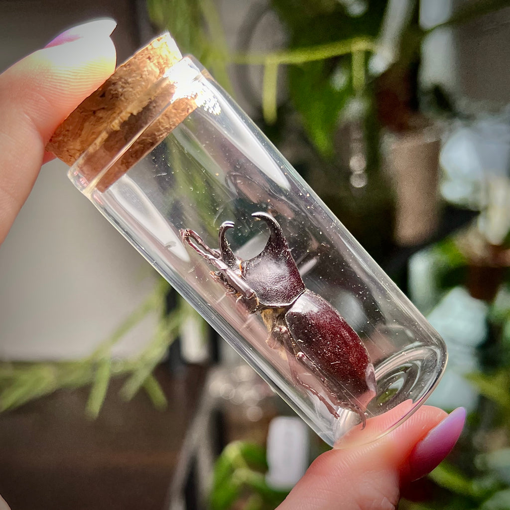 Mystery Bug Jar