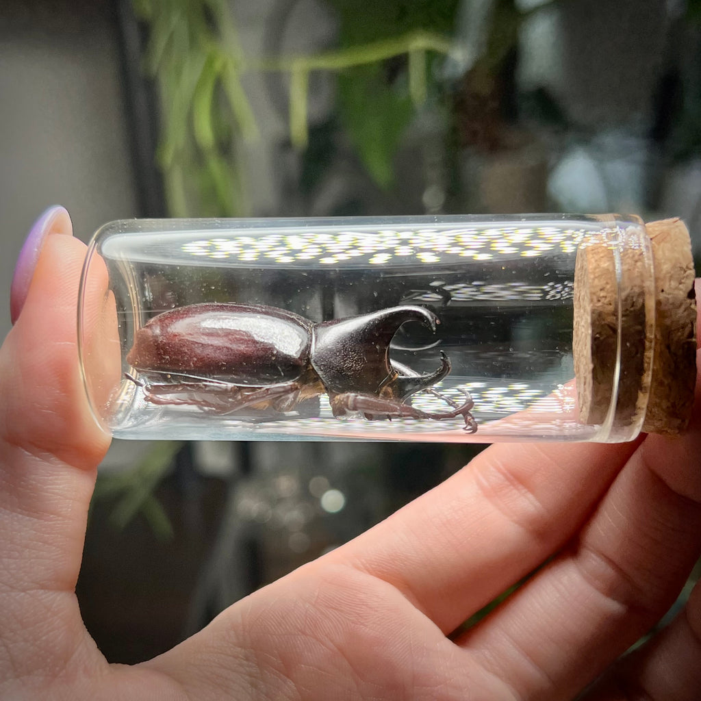 Siamese Rhinoceros Beetle - Oddity Jar