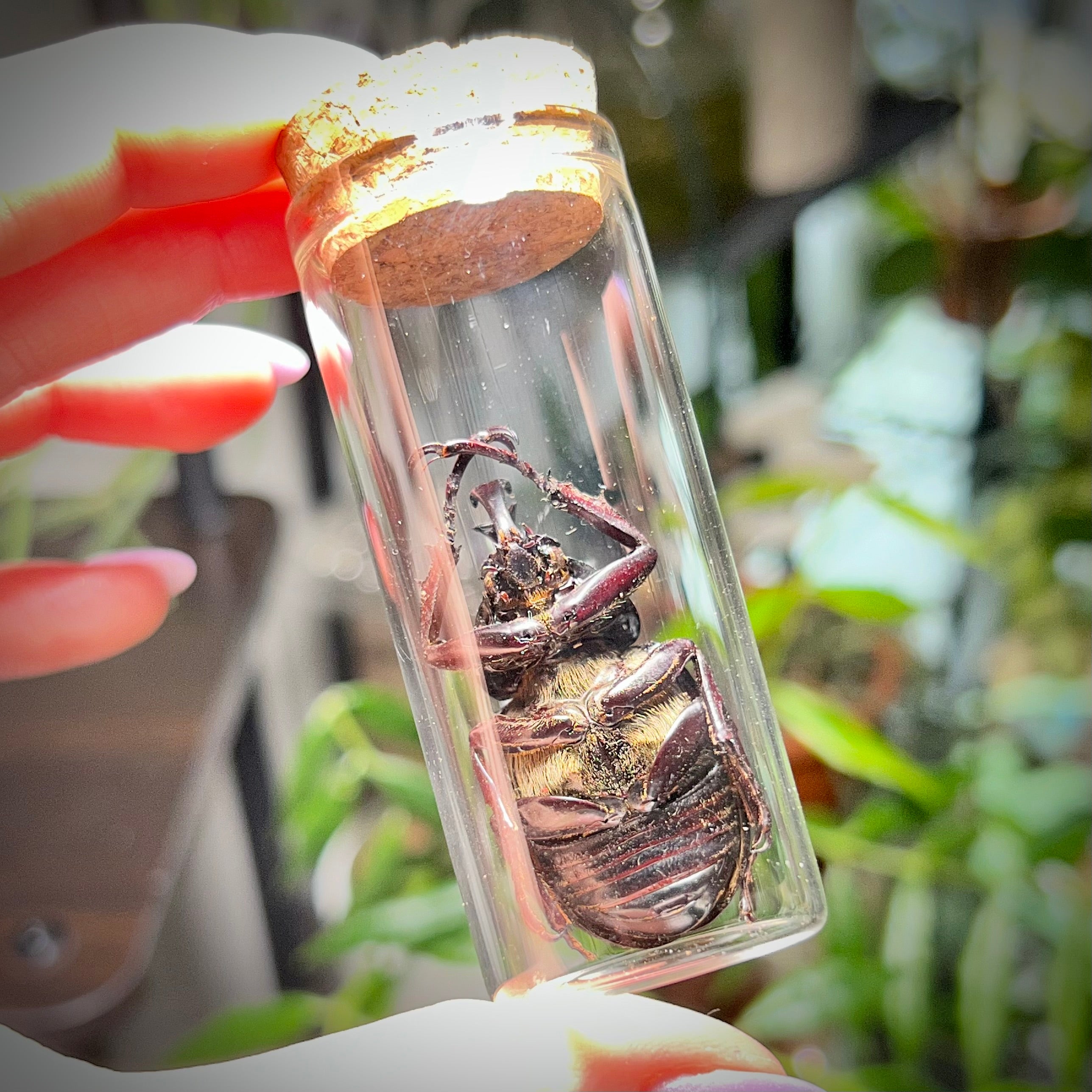 Siamese Rhinoceros Beetle - Oddity Jar