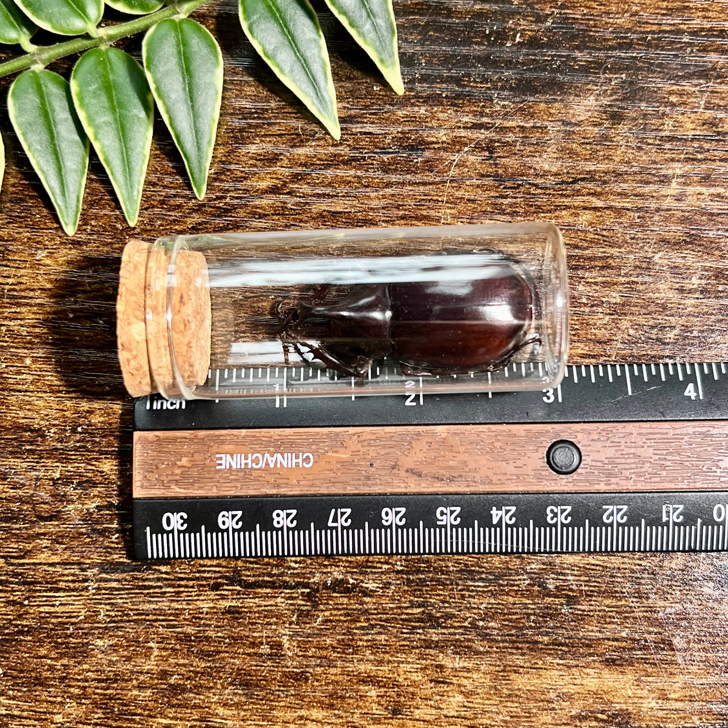 Siamese Rhinoceros Beetle - Oddity Jar