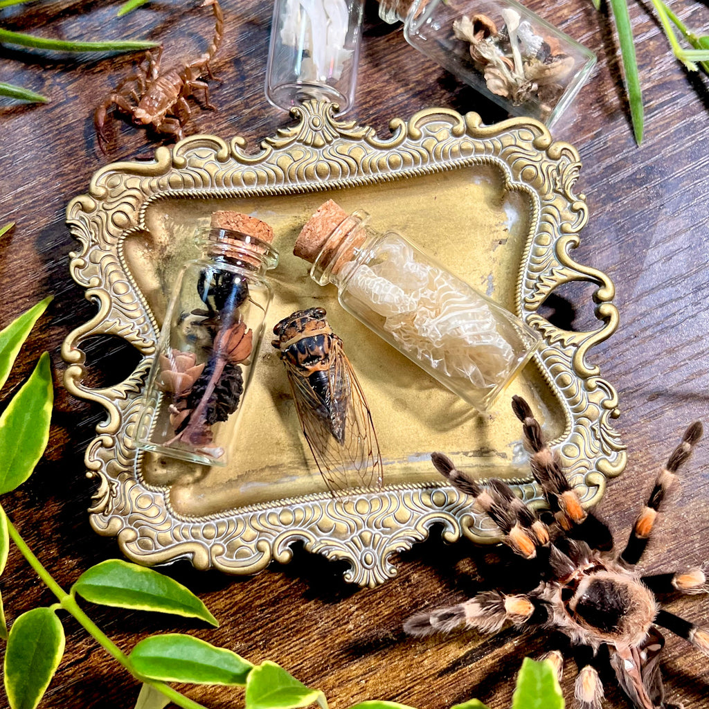 Mystery Cauldron Scoops