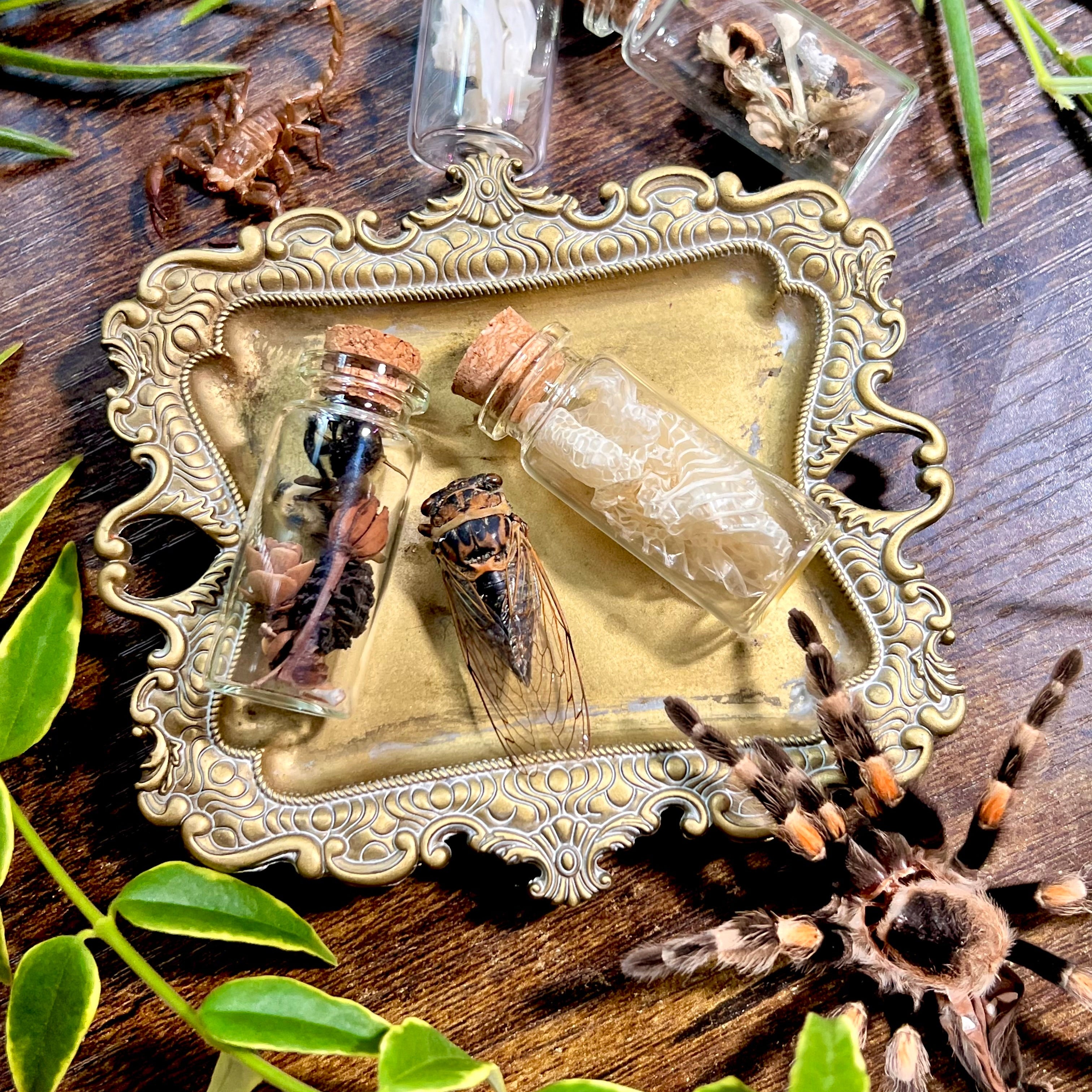 Mystery Cauldron Scoops